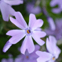 Kruipvlambloem blauw